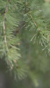 Close-up view of the green larch branches and needles covered with drops of dew. Stock footage. Beautiful macro of the larch tree