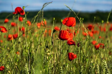 red poppies in the field