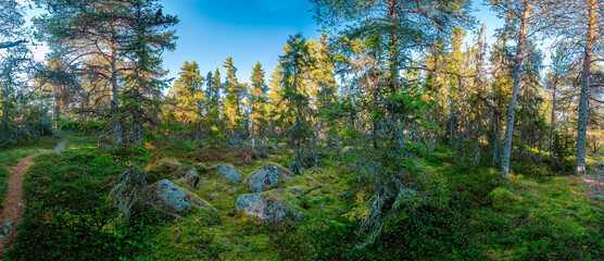 Obraz premium A forest with a clear blue sky in the background. The trees are tall and green, and the ground is covered in grass and rocks. The scene is peaceful and serene