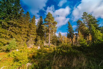 A scenic view of a lush Scandinavian forest with tall green trees under a bright blue sky with fluffy clouds. The forest floor is covered with grass and small shrubs, creating a peaceful nature scene.