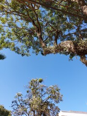 tree and sky