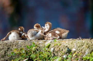 Nilgansküken eng beieinander auf einer Mauer