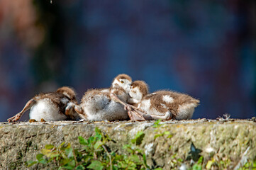 Küken eng beieinander auf einer Mauer