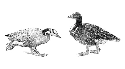 Sketches of two wild ducks walking, water birds, realistic hand drawing, vector illustration isolated on white