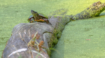 Turtle rests on a log fallen into a lake covered in algae.