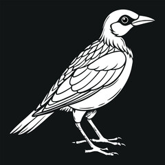 Talking bird pencil art vector image illustration and artwork