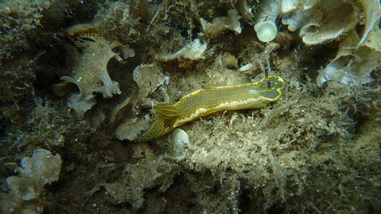 Giant doris or Regal sea goddess (Felimare picta) undersea, Aegean Sea, Greece, Skiathos island, Vasilias beach