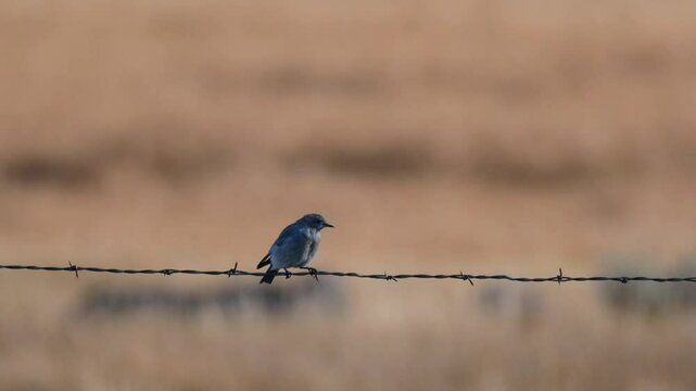 Mountain bluebird sits on a barbedwire fence during golden hour as dry brush in a field blows in the wind in the background