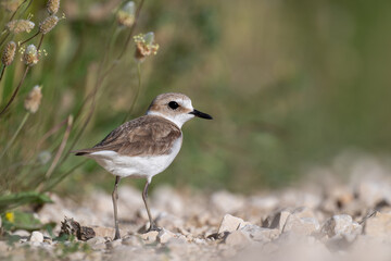 A Kentish plover searches for food in its habitat