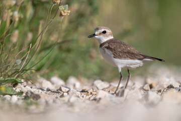 A Kentish plover searches for food in its habitat