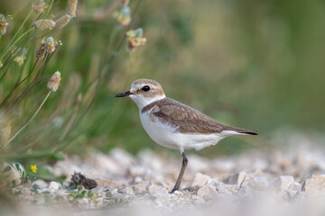 A Kentish plover searches for food in its habitat