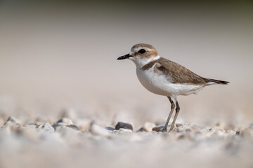 A Kentish plover searches for food in its habitat