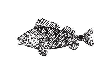 Detailed Fish Vector Illustration, Marine Life Design in Editable EPS Format, Adobe Illustrator Artwork