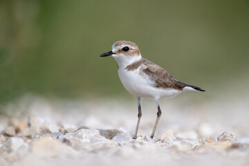 A Kentish plover searches for food in its habitat