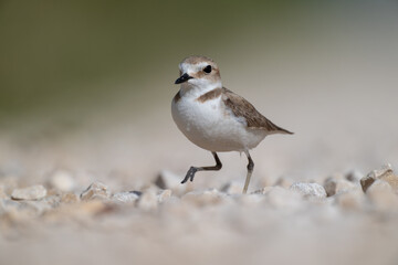A Kentish plover searches for food in its habitat