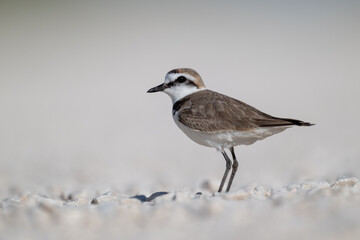 A Kentish plover searches for food in its habitat