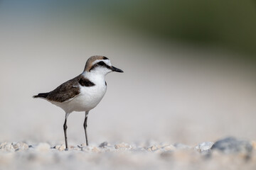 A Kentish plover searches for food in its habitat