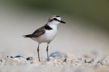 A Kentish plover searches for food in its habitat