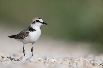 A Kentish plover searches for food in its habitat