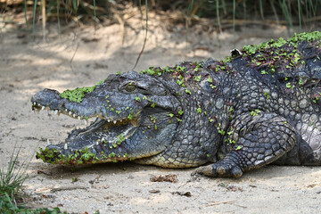 Nile crocodile animals reptiles zoo