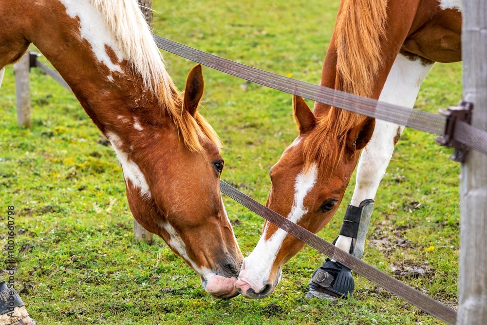 Wall mural two horses grazing in a field and kissing each other