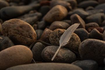 white feather on lake stones close up in sunset golden light - wallpaper background