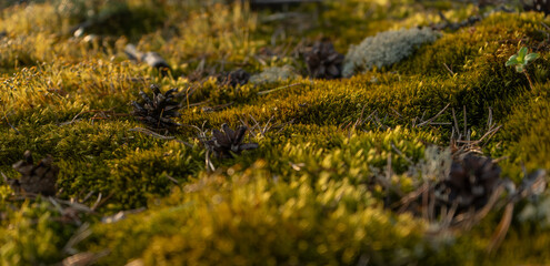 close up green sphagnum moss in sunset golden rays of evening texture - background wallpaper