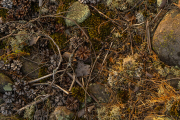 Eco natural lichen moss close up, amazing nature