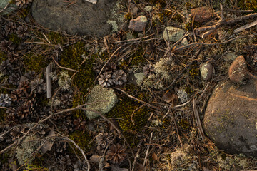 Eco natural lichen moss close up, amazing nature