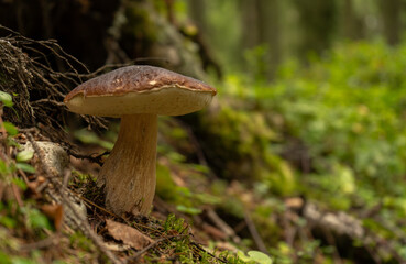 A large edible mushroom grows in the green northern forest -  close up