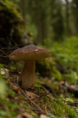 A large edible mushroom grows in the green northern forest -  close up