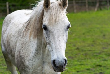 Obraz premium portrait of a horse 
