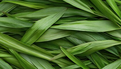 Fototapeta premium Natural green grass texture for energizing spring visuals