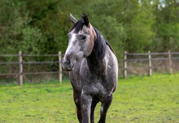 portrait of a grey horse in the field