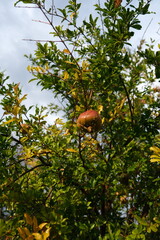 pomegranate fruit on tree ready for harvest for winter