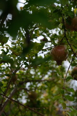 pomegranate fruit on tree ready for harvest for winter