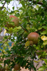 pomegranate fruit on tree ready for harvest for winter