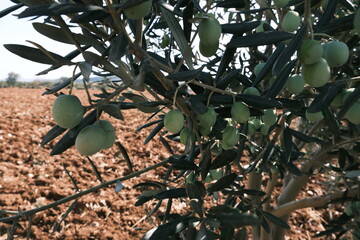 green olives on tree ready for harvesting