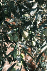 green olives on tree ready for harvesting