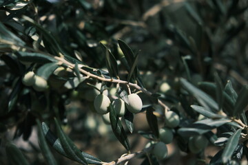green olives on tree ready for harvesting