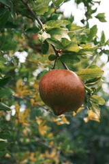 pomegranate fruit on tree ready for harvest for winter