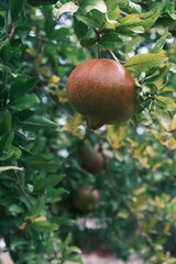 pomegranate fruit on tree ready for harvest for winter