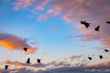 Vögel am Abendhimmel