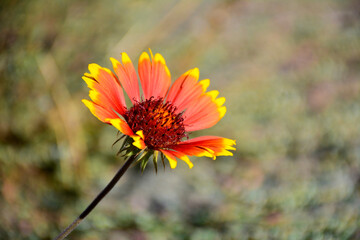 Yellow and red Gaillardia flower. Blanket flower on blurred background in a garden in a sunny summer day. Beautiful outdoor floral photograph.