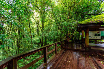 Close-up natural background of the forest atmosphere on top of Doi Inthanon in Chiang Mai, which is the highest and coldest area in Thailand. Tourists always like to come to see nature.