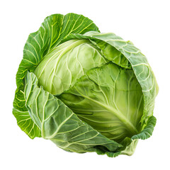 Obraz premium Fresh green cabbage with intact leaves is standing on a white background