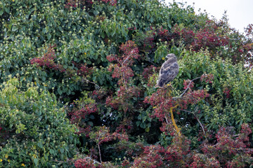 Common Buzzard (Buteo buteo) spotted in Baldoyle Racecourse, Dublin, commonly found across Europe.