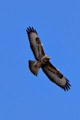 Common Buzzard (Buteo buteo) spotted in Baldoyle Racecourse, Dublin, commonly found across Europe.