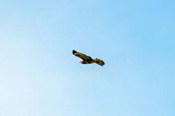 Common Buzzard (Buteo buteo) spotted in Baldoyle Racecourse, Dublin, commonly found across Europe.