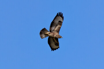 Common Buzzard (Buteo buteo) spotted in Baldoyle Racecourse, Dublin, commonly found across Europe.